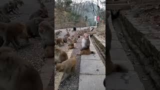 funny monkey videosfunny monkeymonkey videosfunny monkeysmonkey video
