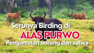 Pengamatan burung dan satwa Bird watching di Alas Purwo