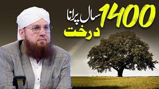 1400 Saal Purana Darakht  Nabi e Pak Ky Zamane Ka Darakht  Abdul Habib Attari