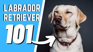 The Labrador Retriever Dog 101  THINGS YOU NEVER KNEW ABOUT THE LAB