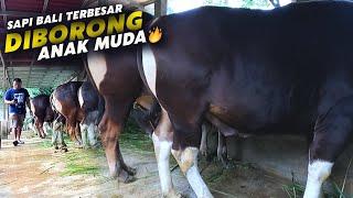 1 Kandang Sapi Bali Jumbo Sold Out Ternyata Diborong Sama Anak Muda