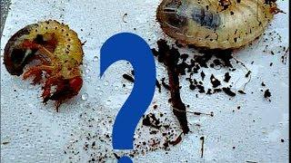 Личинки медведки личинки майского жука и бронзовки  Отличия