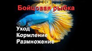 Бойцовая рыбка - Петушок Betta Splendens Уход содержание и размножение