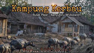 Kampung Kerbau Ngawi Hampir 1000 Ekor ada disini  Bulak Pepe Banyubiru Ngawi #kampungkerbaungawi