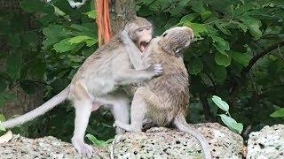 Little Monkey Biting His Brother - Monkeys Team Playing On The Rock Of Angkor Wat Temple