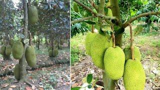 How to grow Jackfruit fast - my agriculture
