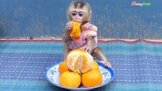 How Cute Action Pruno Sit In Human Style Eat Orange Pruno Sits Like Human Babe Eat Orange Himself