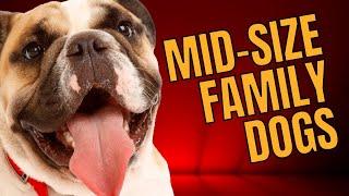 10 Best Medium Sized Dogs for Families - Dogs 101