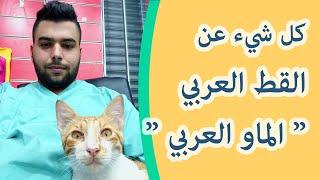 ما معنى قط عربي  و ما هو القط العربي  مواصفات القط البلدي  و قطط الشوارع