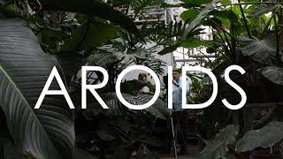 AROIDS