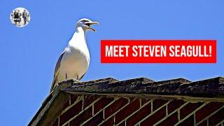 The friendliest bird in Britain - Steven Seagull