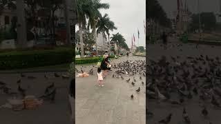 #short the smart boy catch the pigeons #catchpigeons #pigeons #kingofpigeon️️️