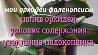 Полив орхидей и условия содержания взаимосвязаны ЭТОТ СПОСОБ СЧИТАЮ ЛУЧШИМ Утепление подоконника