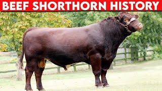 ⭕ Cattle Breeds Beef Shorthorn HISTORY Every Breed In The World  Shorthorn BULLS   Biggest Bulls