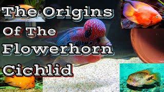 The Origins Of The Flowerhorn Cichlid - How The Flowerhorn Was Made