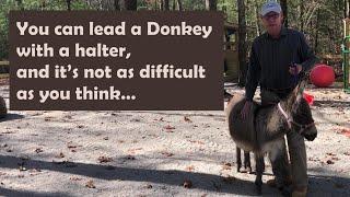 You can lead a Donkey with halter & its not as difficult as you think - Halter Training Your Donkey