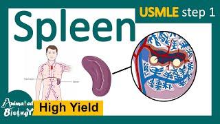 Spleen  Role of spleen in immunity  Red pulp vs white pulp  Splenomegaly  Splenectomy  USMLE