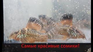 Самый красивый сомик. Этапы его развития.