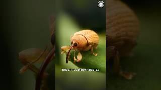Acorn Weevil  This Tiny Bug DRILLS