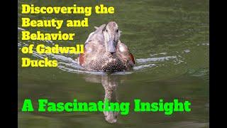 Discovering the Beauty and Behavior of Gadwall Ducks - A Fascinating Insight