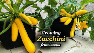 Growing Zucchini from Seed to Harvest in Grow Bags