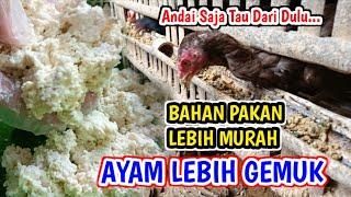 MURAH BERGIZI Racikan Pakan Ayam Kampung ini Jauh Lebih Bagus