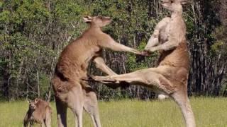 kangaroo soun effect - sound of kangaroo download
