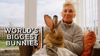 Meet the worlds biggest bunnies