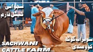 SACHWANI Cattle Farm Expensive And Biggest Bull Collection Karachi 2022  Expedition Pakistan