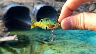 A Rare TROPHY Fish was Living in This TINY CREEK New Species