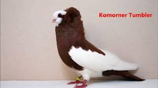 Different Types of  Fancy Pigeon Breeds