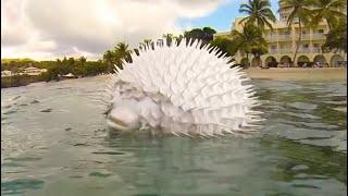 See How a Pufferfish Blows Itself Up Puffer Fish Puffing and Floating in Hand Net while Snorkeling