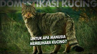 Bagaimana Manusia Menciptakan Kucing Domestik?  Domestikasi Kucing