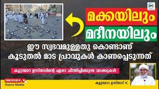 മക്കയിലും മദീനയിലും ഈ സ്വഭവമുള്ളതു കൊണ്ടാണ് കൂടുതൽ മാട പ്രാവുകൾ കാണപ്പെടുന്നത്  KOOTAMBARA USTHAD