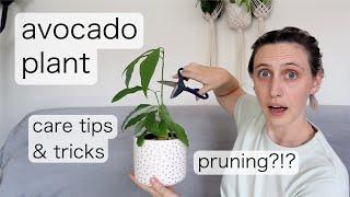 AVOCADO PLANT CARE  Prune with me... pretty please... its scary