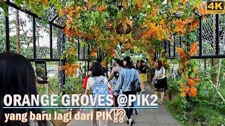 Baru lagi dari PIK2 ORANGE GROVES -New Escape Favorit Jakartans at Tangerang - Banten Walk Around
