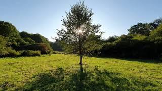 Crickets Sound and Birdsong the Rustle of Grass - 12 hours of Nature Relax