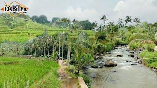 Suasana sungai di desanambah keindahan alam yang indahpedesaan jawa barat.