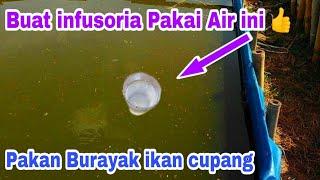 Cara Membuat Infusoria Pakai air bekas ikan lele