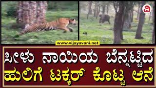 Nagarahole Tiger Attacks Wild Dog - ಸೀಳು ನಾಯಿಯನ್ನು ಬೇಟೆಯಾಡಲು ಮುಂದಾದ ಹುಲಿಗೆ ಟಕ್ಕರ್​​ ಕೊಟ್ಟ ಆನೆ