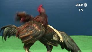 Feathers fly over Thailands lucrative cockfighting pits