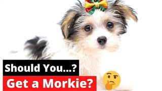 7 Shocking Facts about Morkie Maltese Yorkie mix  4th Fact Will Make or Break your dog