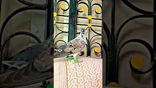 kabutar #youtube #viral #kabootar #video #pigeon #shorts