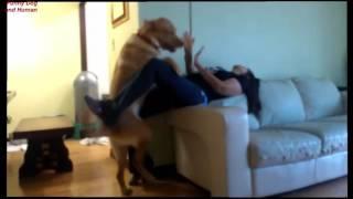 Funny Dog and girl dog and human 2016 Full HD