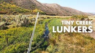 What Are These BIG TROUT Doing in Such a Tiny Creek?? Tenkara Fly Fishing