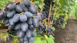 УЛЬТРАРАННИЕ СОРТА винограда 2022 года часть 1