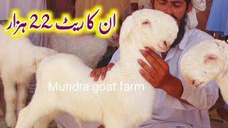 mundra chatra mandi Ki Video dera ghazi khan 03314765253 Mundra goat farm  Thu 23 May 2024