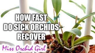 Recovery time of sick Orchids & how to help them