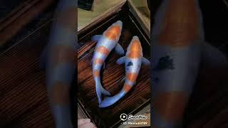 Amazing Art of Fishes Painting Craft مچھلیوں کی پینٹنگ کرافٹ کا حیرت انگیز فن #short #like #subs