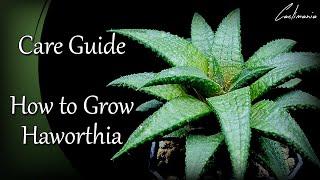 Haworthia Care Guide  How I Care for my Haworthia Succulent Plants